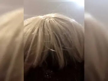 Bongacams Live Sex Cam of Tatap