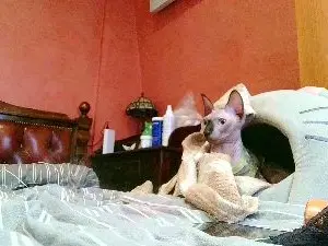 Cam4 Live Porn of _Kamax69
