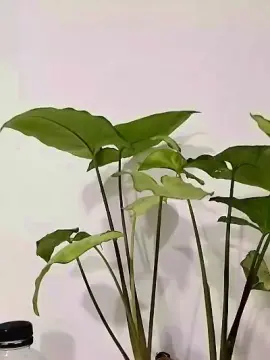 Cam4 Free Live Porn of Miquilu04