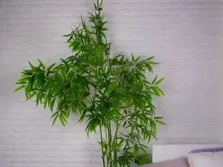 Camsoda Free Porn Cam of milliestram