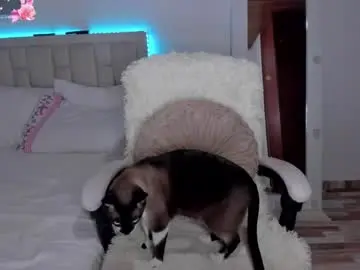 Chaturbate Best Webcam of ms_afrodita_