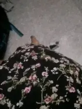 Dscgirls Adult Webcam of Shygurl_Tamil